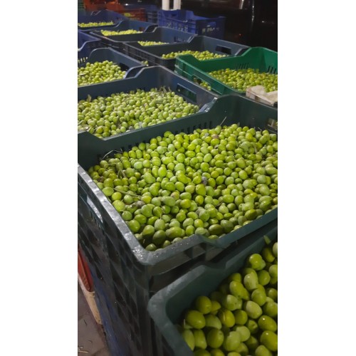 Ham Yeşil Zeytin 5 kg