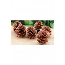 Çam Kozalağı 8 Adet Kozalak Doğal Kozalağı Dekoratif Kozalak Süs Kozalağı